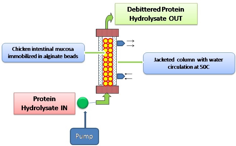 An Enzymatic Process for Debittering of Protein Hydrolysates using immobilized peptidases