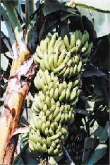Micropropagation of Banana
