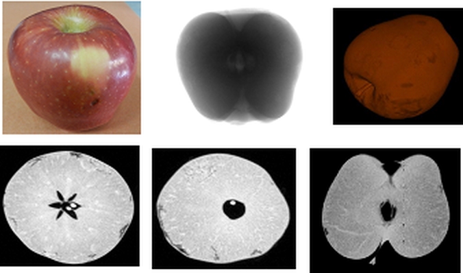 Photographs showing difference between radiography and tomography for an apple